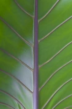 Leaf surface, leaves very large structures and fiber components of the leaves.