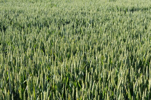 grain field