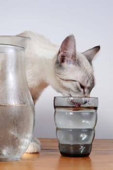 cute kitten drinking