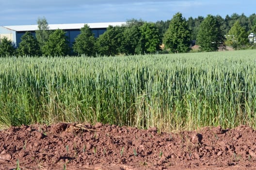 grain field