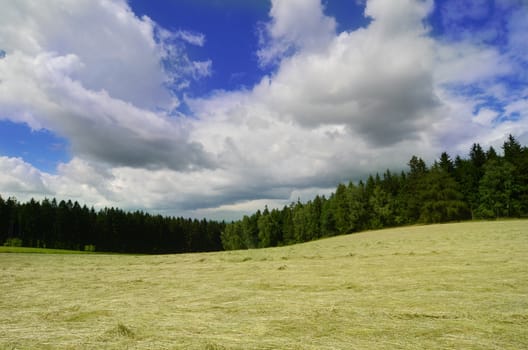 summer landscape