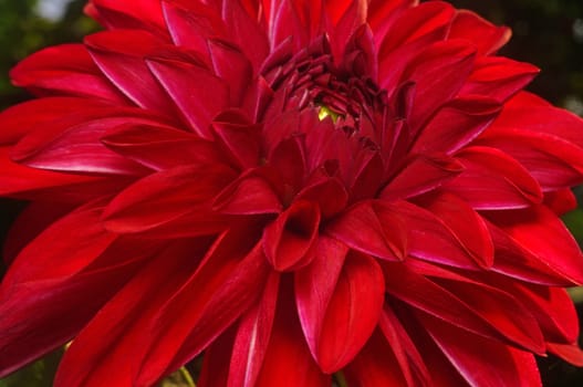 Dark red dahlia close-up as background                               