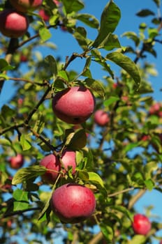 Red apples on a branch against the blue sky                               