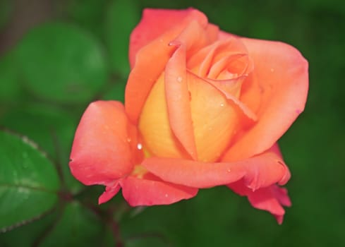 Beautiful flower light pink-yellow rose close-up                               