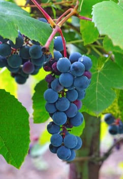 Violaceous Grapes on the vine                               