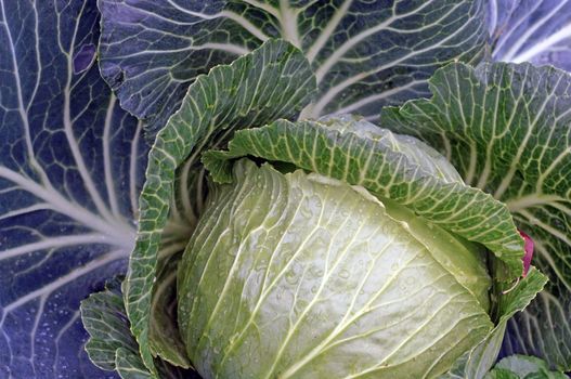 Cabbage closeup as background                               
