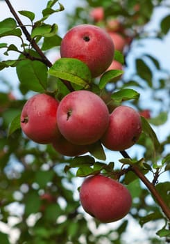 Red apples on a branch                               