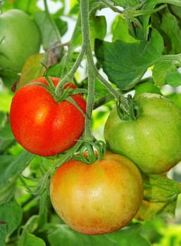 Three tomatoes: ripe, unripe and ripening on a branch close-up                               