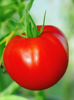 Huge tomato in a greenhouse close-up                               