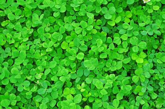 Young green clover in the rain drops as background                               