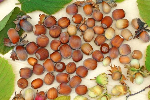  Ripe and unripe hazelnuts on a light wood as background