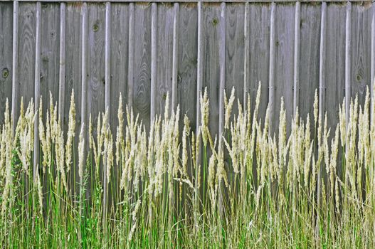 Grass on a background of a wooden fence unpainted                               