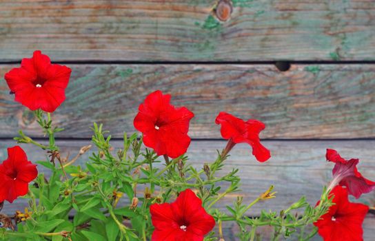 Bright red petunias in the background out of focus wooden planks                               