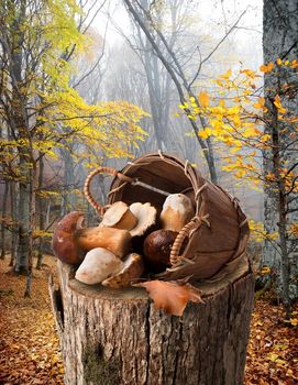 Mushrooms in a basket on stump in autumn forest