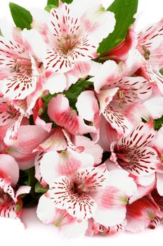 Bunch of Beauty Pink and White Spotted Alstroemeria with Leafs closeup