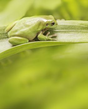 Australian Green Tree Frog on a leaf with copyspace.