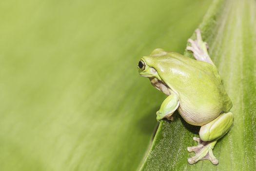 Australian Green Tree Frog on a leaf. 