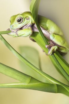 Australian Green Tree Frog on a leaf.