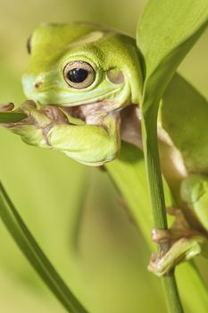 Australian Green Tree Frog on a leaf
