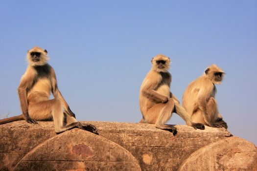 Gray langurs (Semnopithecus dussumieri) sitting at Ranthambore Fort, Rajasthan, India