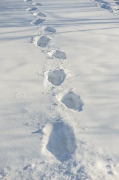 human tracks on the fresh white snow