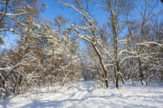 Trees covered with snow in frozen winter forest