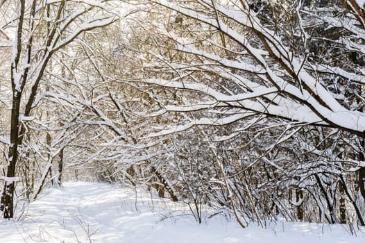 Trees covered with snow in frozen winter forest