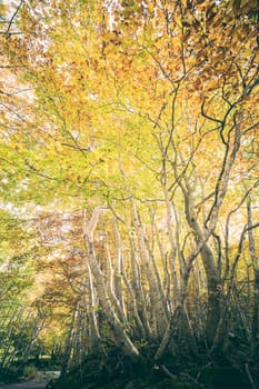 A wood in autumn, vertical picture