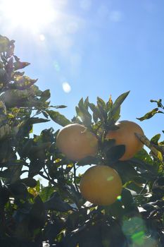Three organic grapefruit unpicked, sun shining bright on the tree.