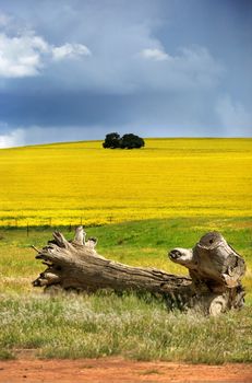 A crop of canola growing over a hill with a foreground tree stump and meadow grass