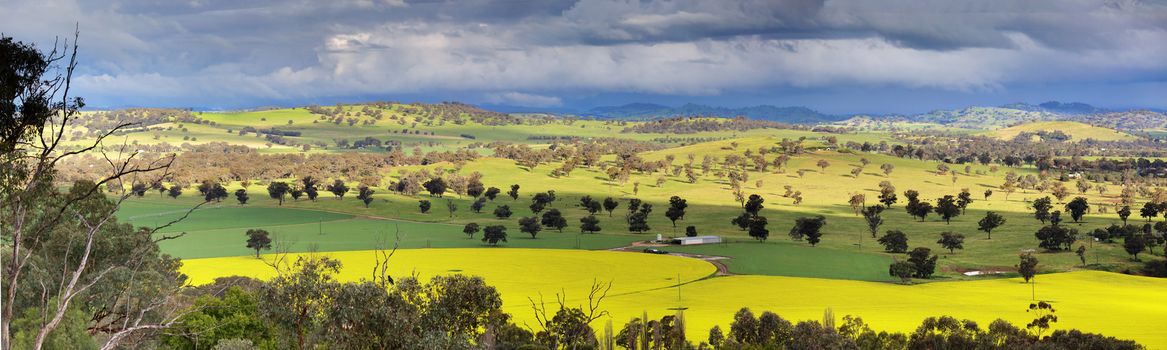 Looking down over fields of canola, wheat  and grazing pastures with menacing storm clouds looming overhead and offering large downpours of heavy rain intermittently.  NSW,Australia  Shot at 1250 iso.