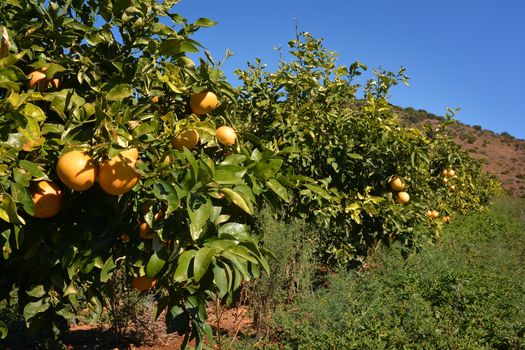 A young grapefruit orchard just before harvesting with branches laden with fruit, weeds growing all around the trees as no herbicides or pesticides are used.