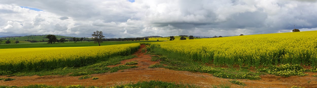 Green pastures, golden crops of canola and rich red soils -  agriculture and farming Cowra NSW Australia.  3 image stitched panorama.