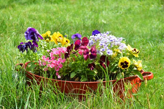 ideas for garden - flowers in old wash-basin