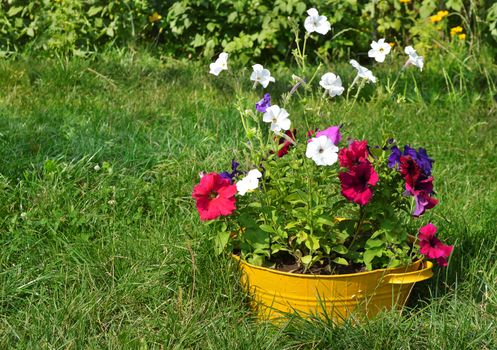 ideas for garden - flowers in old wash-basin