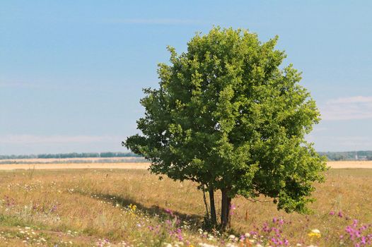 green lonely tree growing in a field