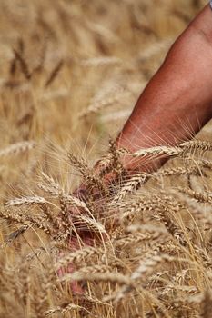 yellow rye field