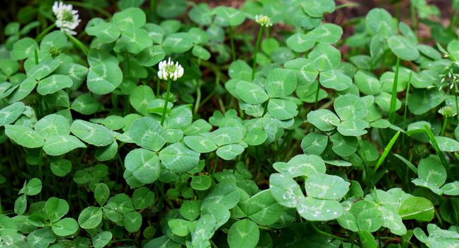 Green grass clover seamless texture