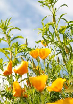 close up of california poppy flower