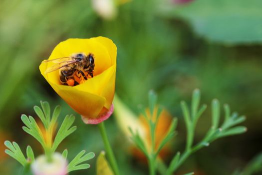 bee in a flower