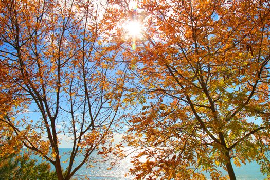 Sunlighted yellow autumn tree in a seа