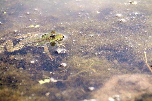 Green Frog poking its head out of the water.