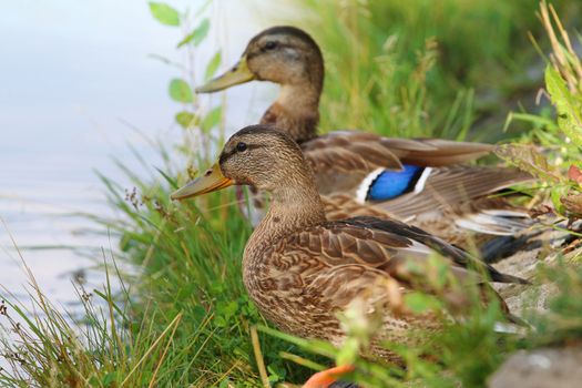 Beautiful Duck on the green grass 