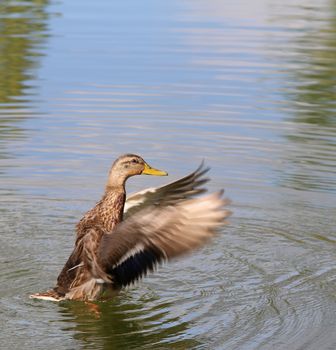 Beautiful Duck on the water