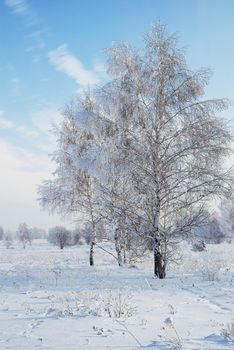 landscape in snow against blue sky. Winter scene.