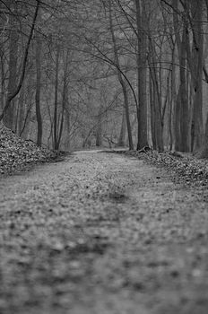 Path to the forest