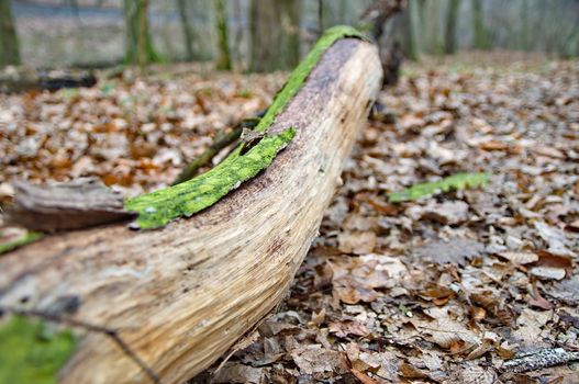 Log with green moss in the woods