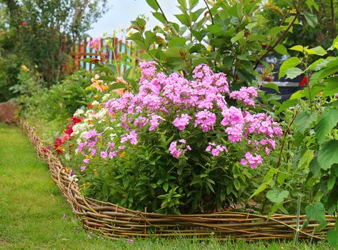 Phlox paniculata (Garden phlox) in bloom