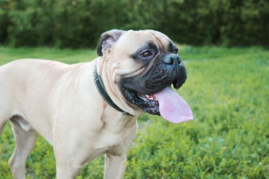 bullmastiff