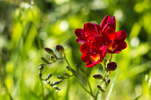 red freesia in the garden